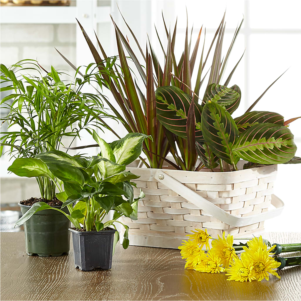 Florist Designed Blooming and Green Plants in a Basket – The Flower Garden #2, Tupelo MS