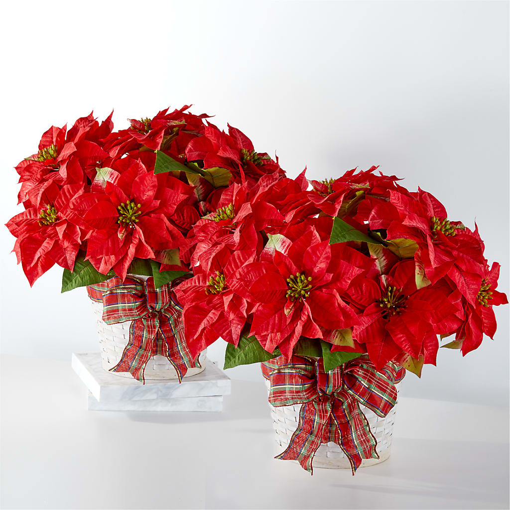 Happiest Holidays Poinsettia Bundle – The Flower Garden #2, Tupelo MS