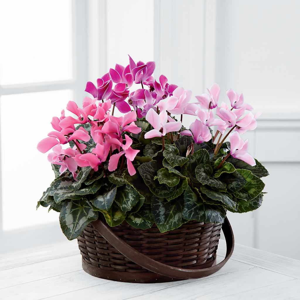 Mixed Cyclamen Planter – The Flower Garden #2, Tupelo MS
