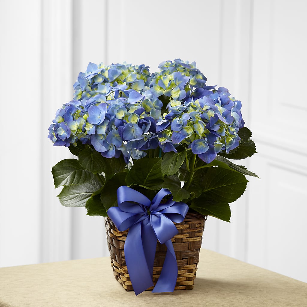 Blue Hydrangea Planter – The Flower Garden #2, Tupelo MS