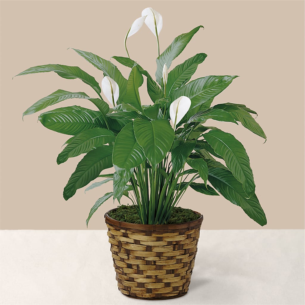 Tranquil Moments Peace Lily Plant – The Flower Garden #2, Tupelo MS