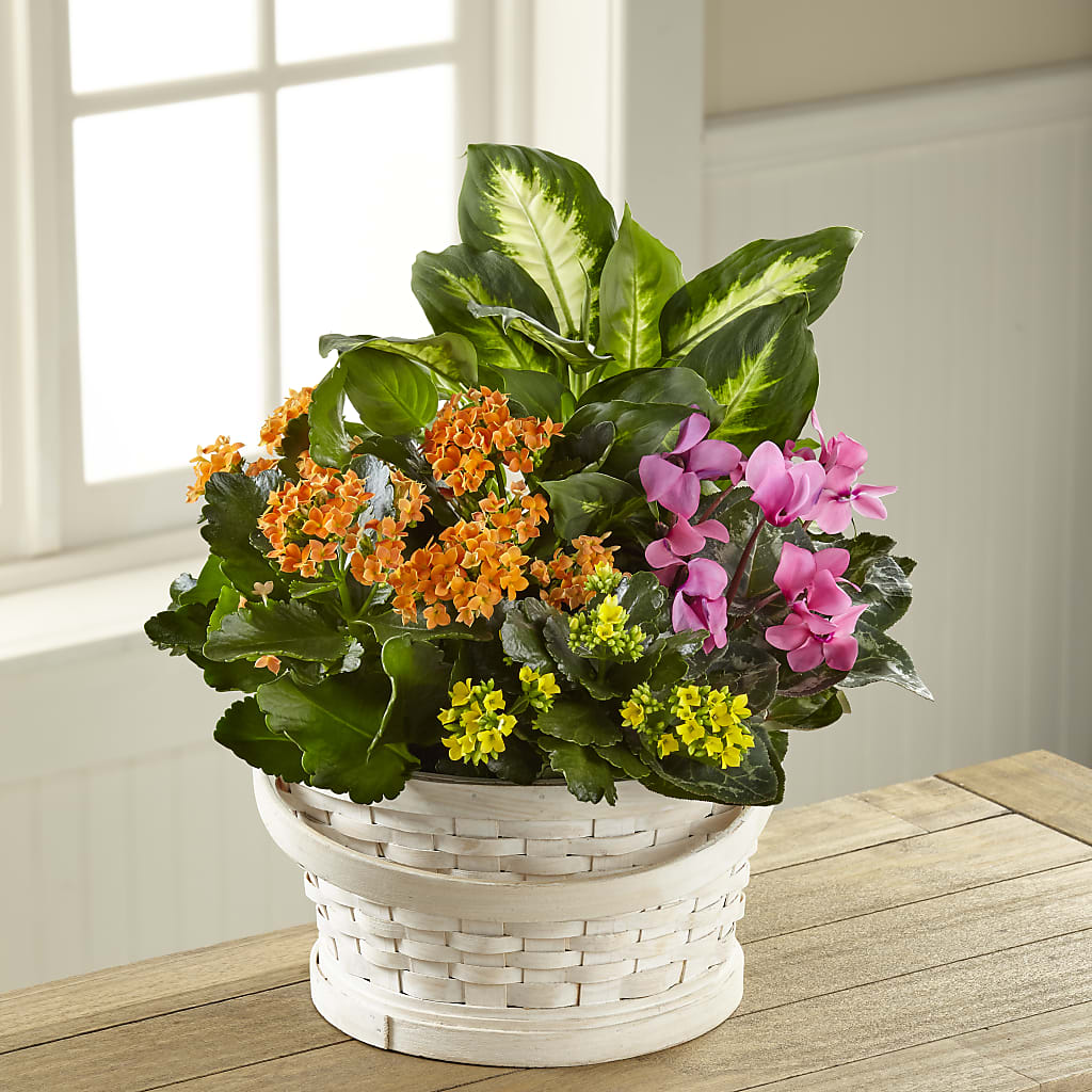 Color Crush Dishgarden – The Flower Garden #2, Tupelo MS