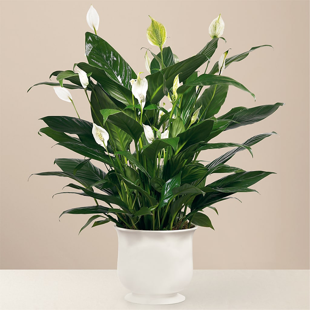Comfort Planter – The Flower Garden #2, Tupelo MS