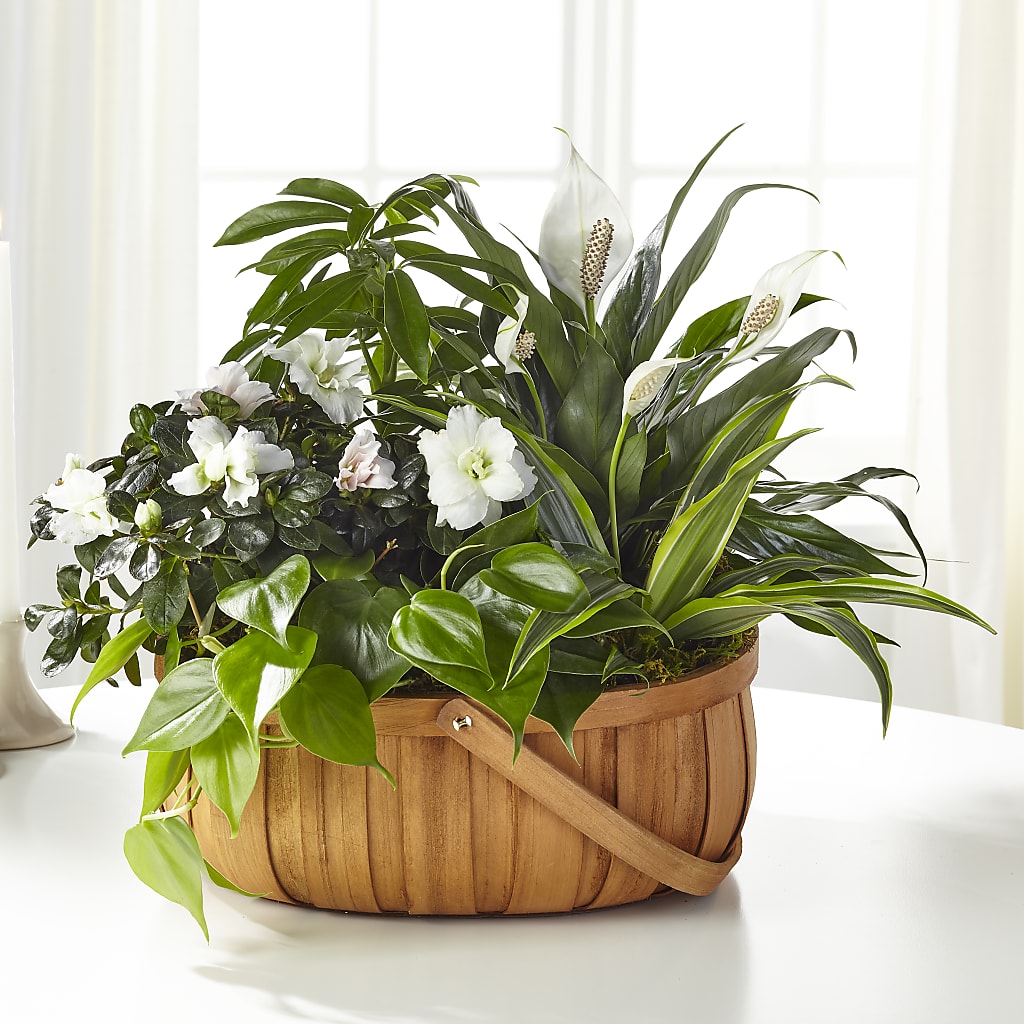 Serene Dishgarden – The Flower Garden #2, Tupelo MS