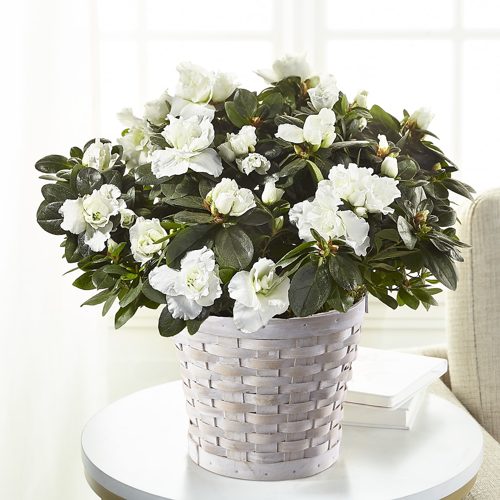 White Azalea Plant – The Flower Garden #2, Tupelo MS