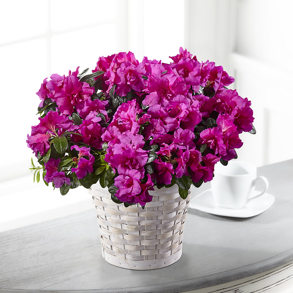 Hope & Serenity Azalea Plant – The Flower Garden #2, Tupelo MS