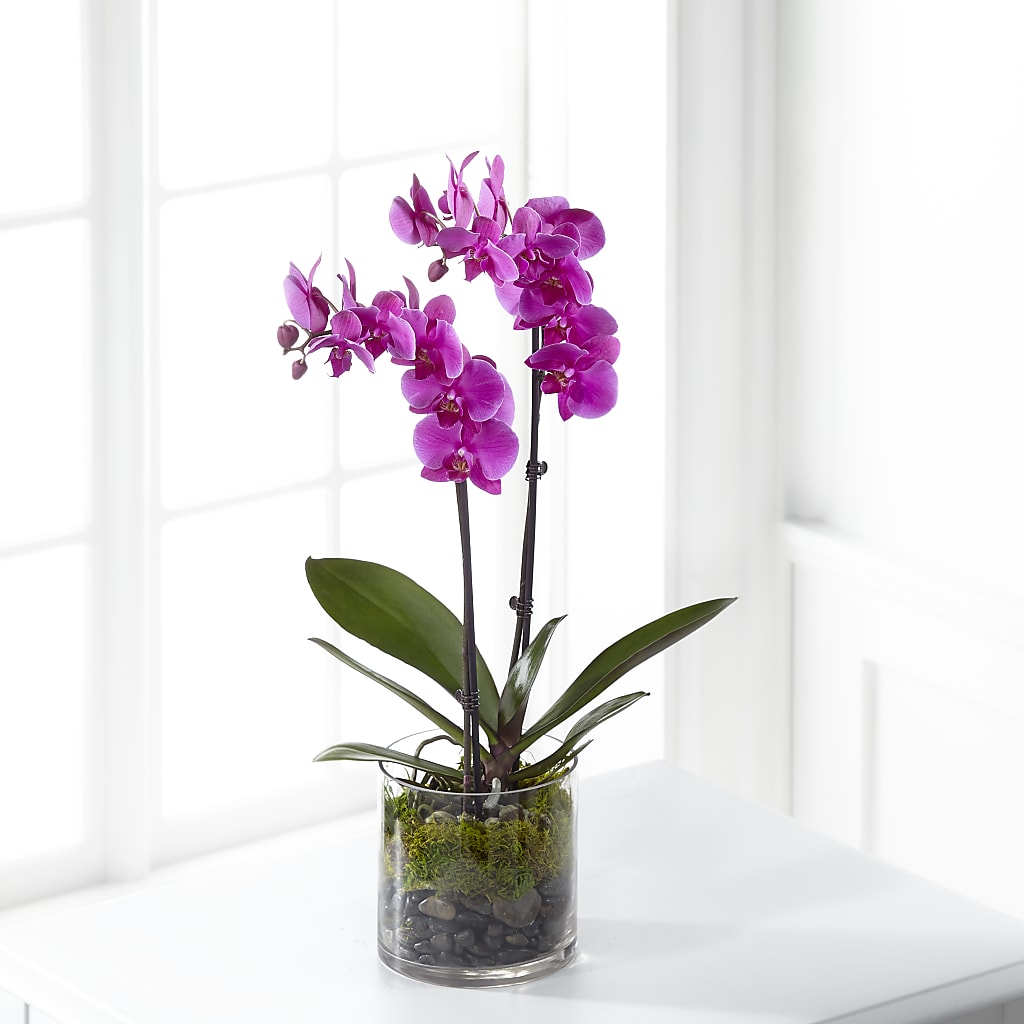 Pink Orchid Plant – The Flower Garden #2, Tupelo MS