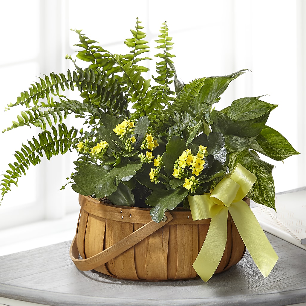 Always Dear Dishgarden – The Flower Garden #2, Tupelo MS
