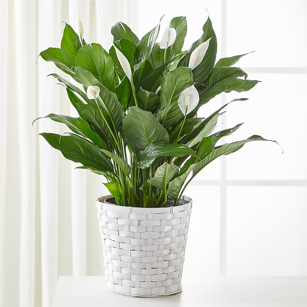 A New Leaf Peace Lily – The Flower Garden #2, Tupelo MS