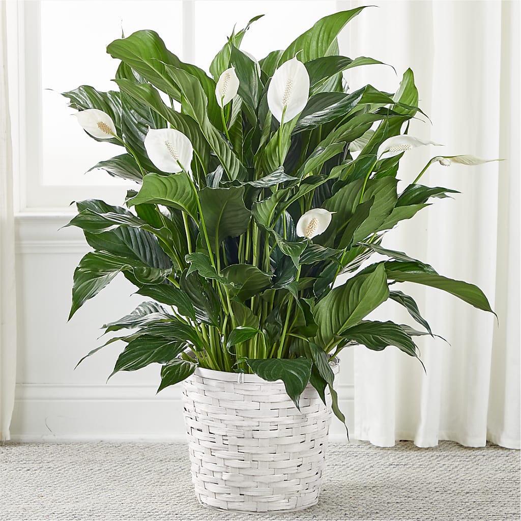 A New Leaf Peace Lily – The Flower Garden #2, Tupelo MS
