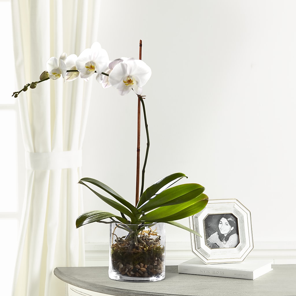 White Orchid Planter – The Flower Garden #2, Tupelo MS